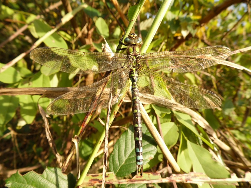 Grossa libellula da identificare